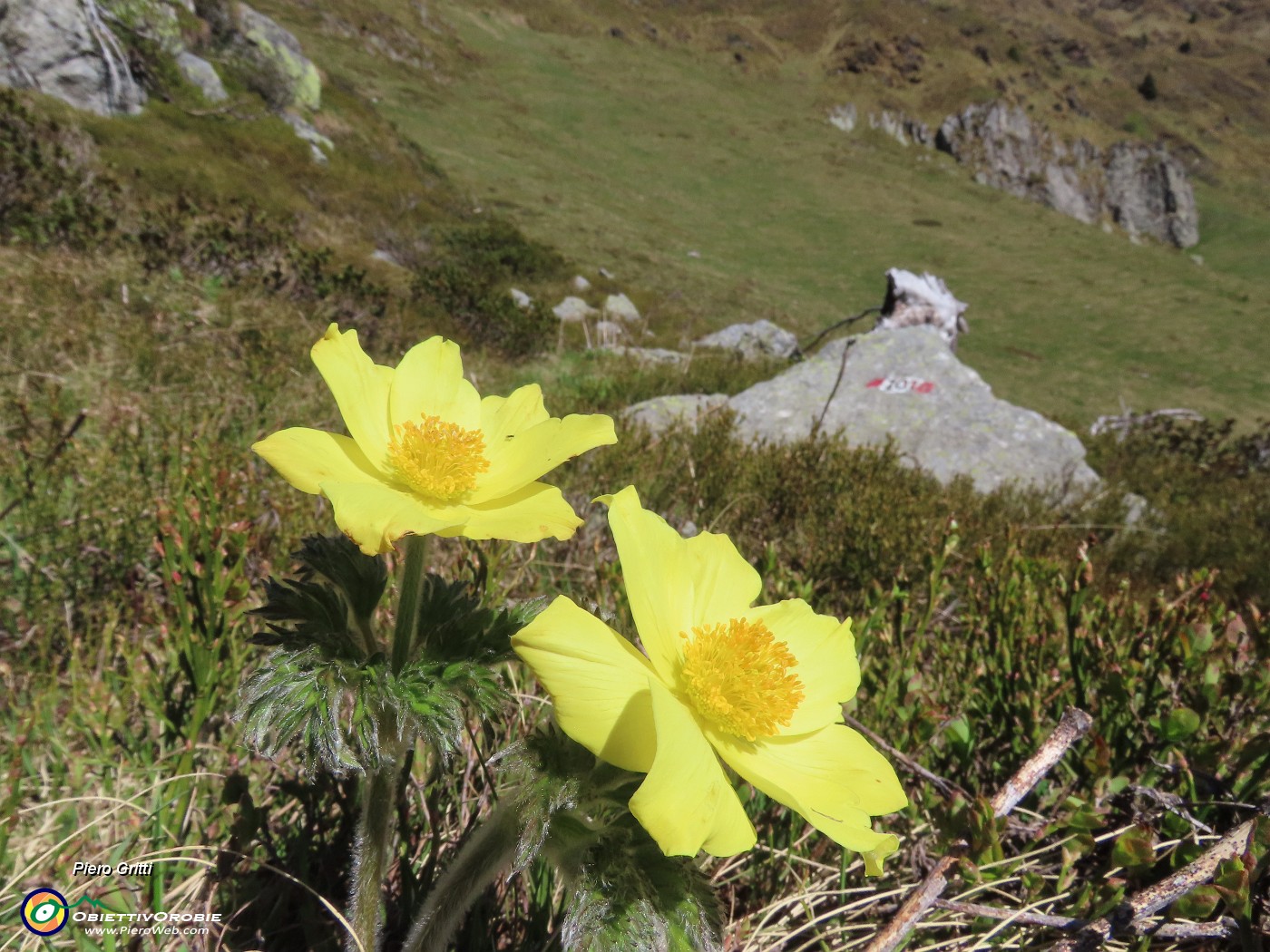 25 Pulsatilla alpina sulphurea (Anemone alpino).JPG